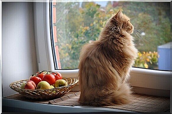 Cat in the window