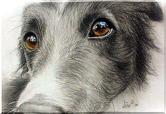 drawing of dog