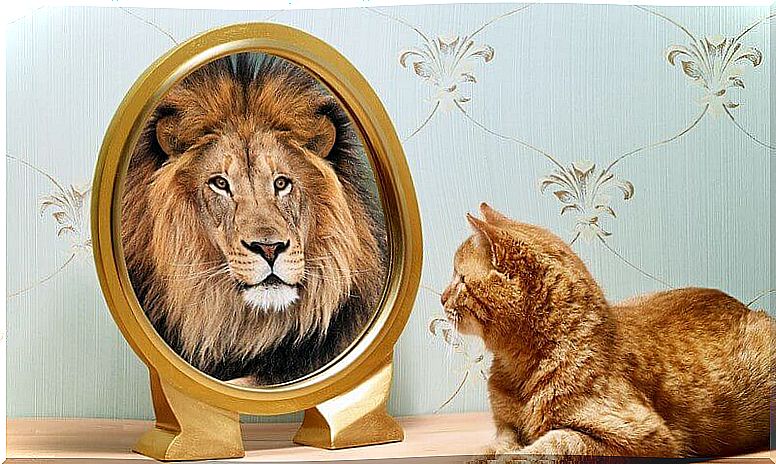 Cat sees lion in the mirror