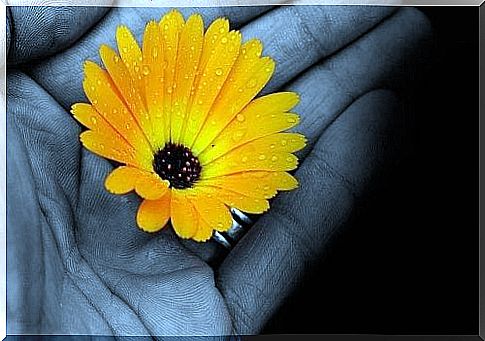 A yellow flower in someone's hand.