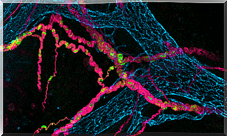 Neurons in the intestine.