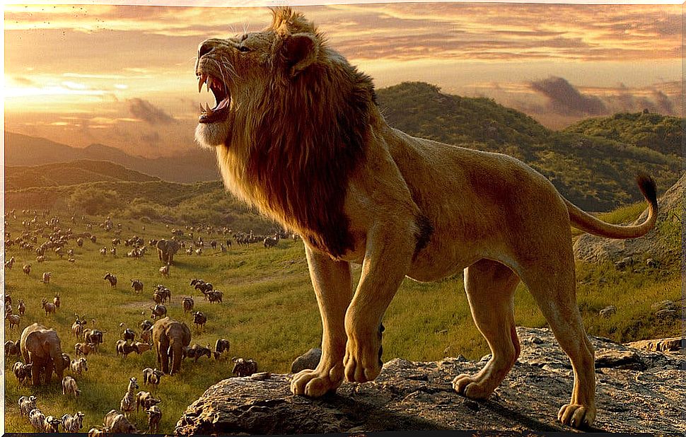 A roaring lion sees a number of animals walking on the savannah.