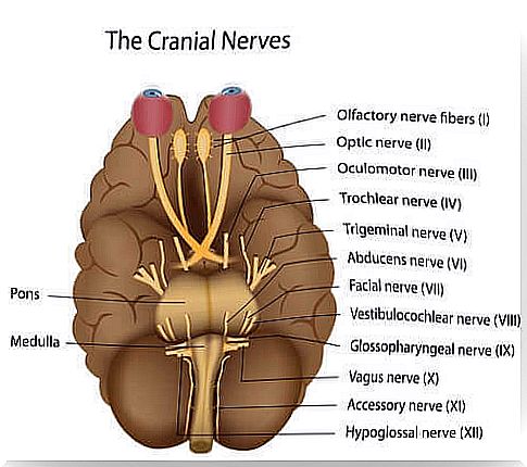 The nerves in the brain have different locations and functions. 